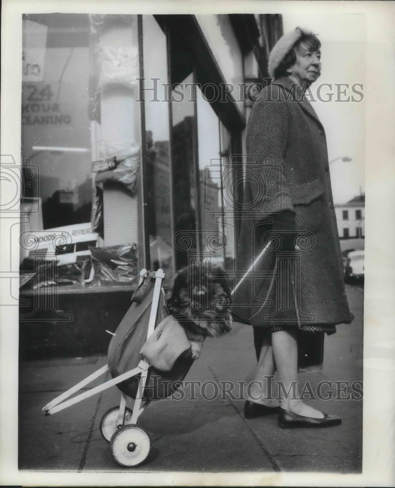 1962 Mrs E Atwood takes her Pekinese to shopping - Historic Images