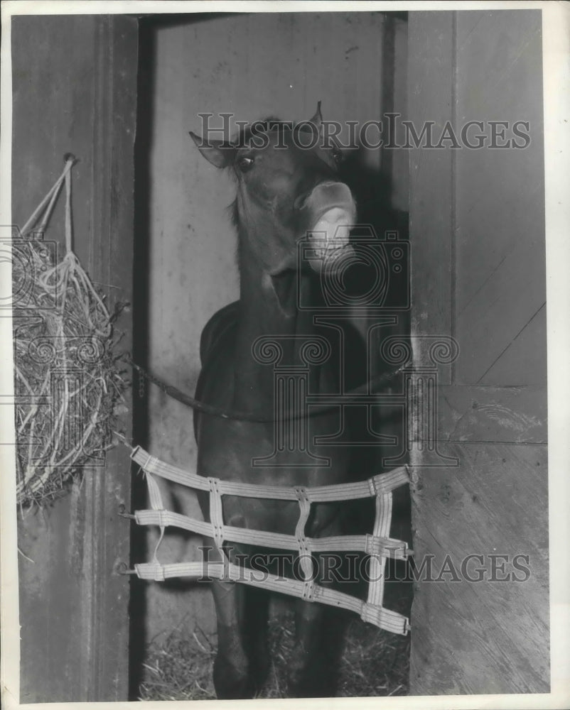 1946 Press Photo Four year old Sickle colt won Palm Beach Handicap-Historic Images