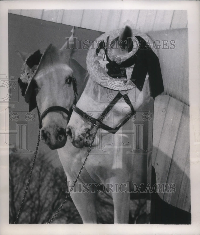 1948 Press Photo Spring Hats for Horses Chapeau features worn over the Ear.-Historic Images