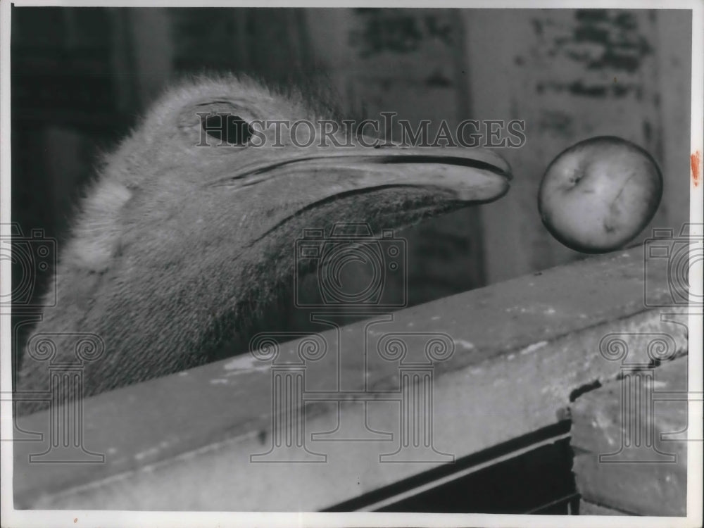 1957 Press Photo An ostrich at Cleveland zoo - Historic Images