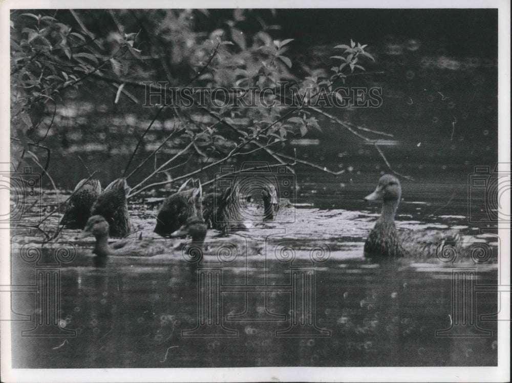 1963 Press Photo Wood ducks &amp; ducklings at N Chagin Reservation in Ohio - Historic Images