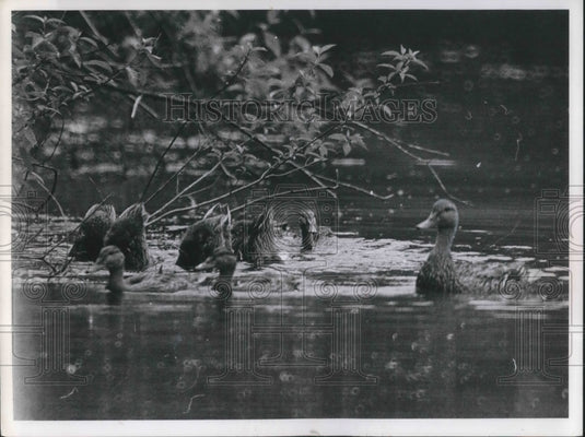 1963 Press Photo Wood ducks & ducklings at N Chagin Reservation in Ohio - Historic Images