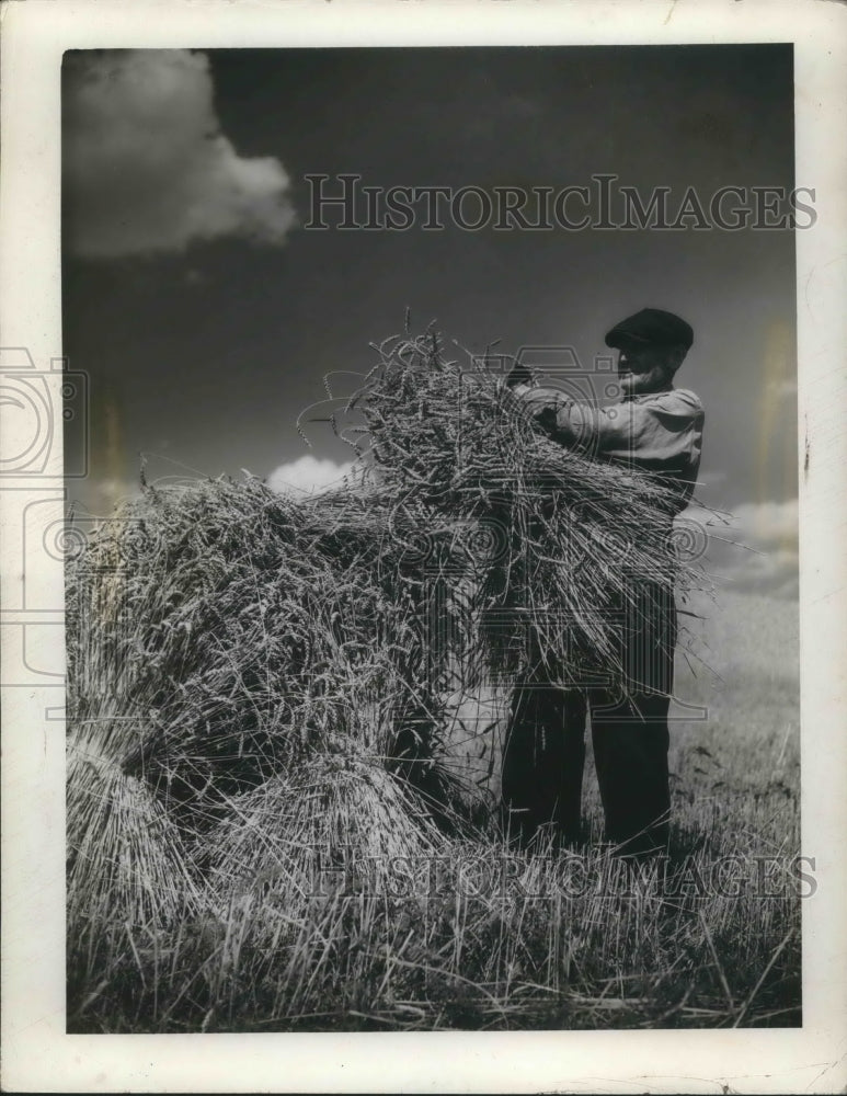 1940 Press Photo Harry Emerson farm in Ohio. wheat sheaves being stacked - Historic Images