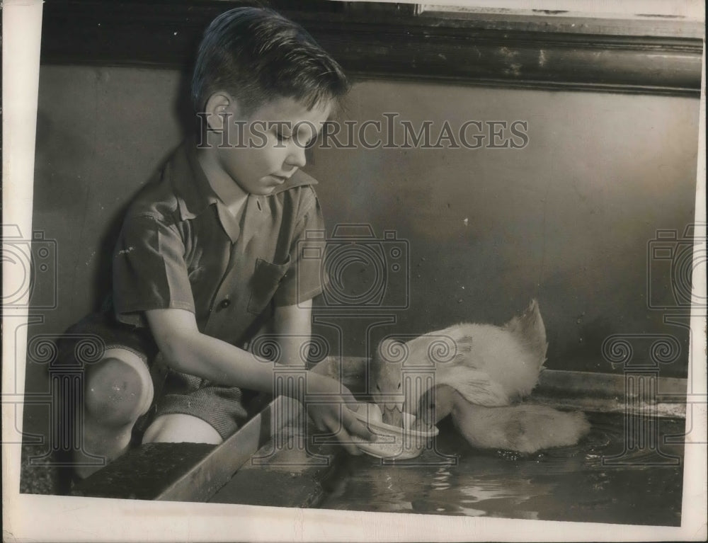 1949 Press Photo Robert Carney feeding ducks in classroom at Doan School - Historic Images