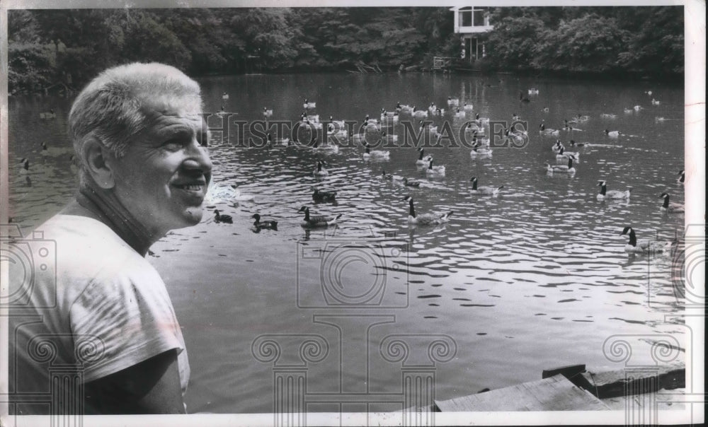 1966 Press Photo Canadian geese on pond in Cleveland Ohio - Historic Images