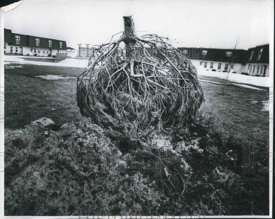 1978 Press Photo A Christmas Tree uncovered after Winter weather subsides - Historic Images