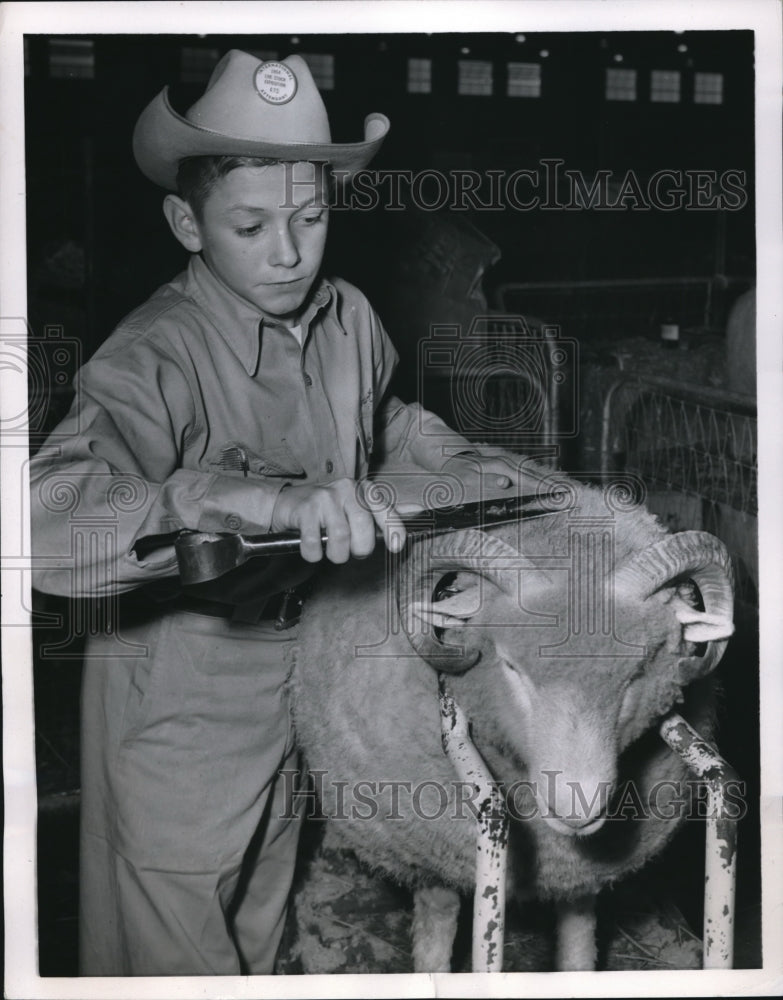 1954 Press Photo Newton Wright shears 2000 sheep - Historic Images