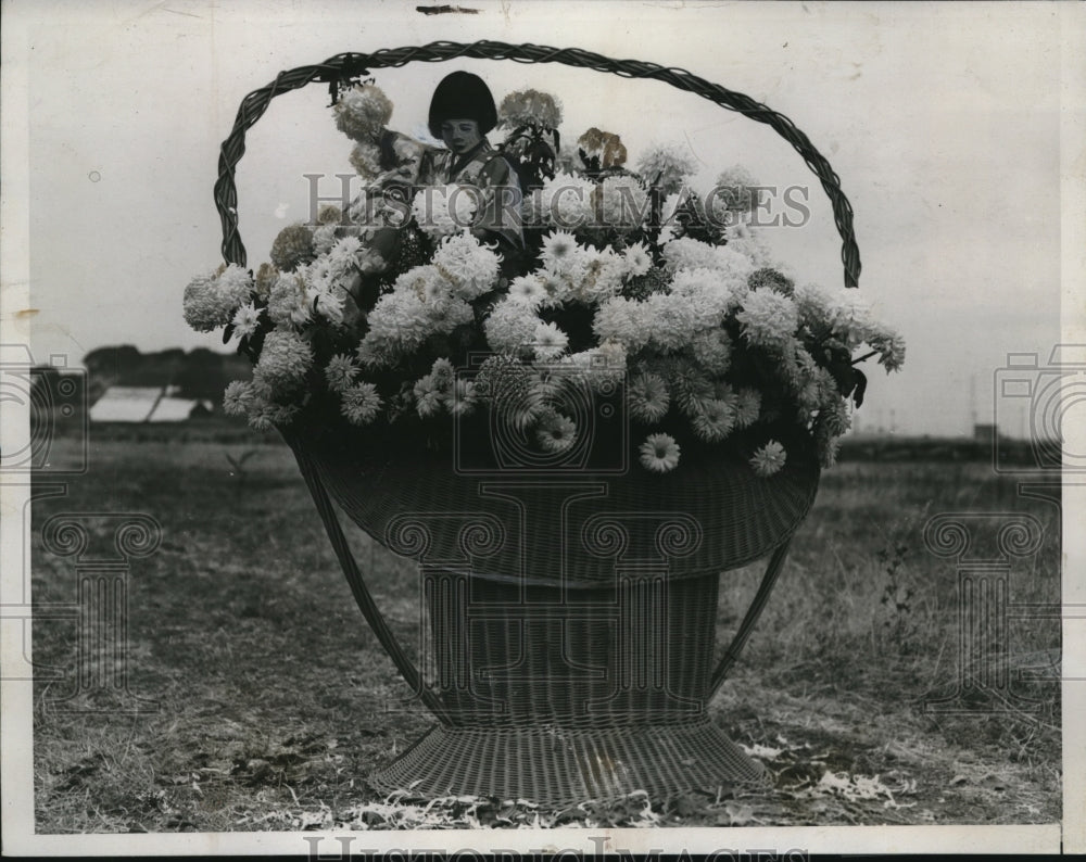 1935 Press Photo Chrysanthemums Football Stadiums San Mateo Martha Mori - Historic Images