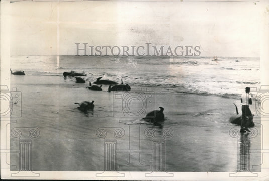 1948 Press Photo Whales Washed Ashore at St Augustine Florida-Historic Images