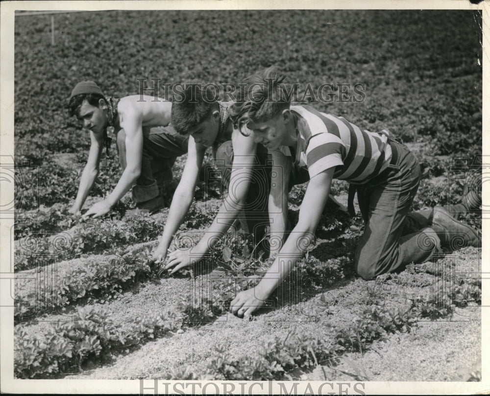 1945 Press Photo RAy Skiba, Rbt Clarke,Jack Shephena cear weeds in farm field-Historic Images