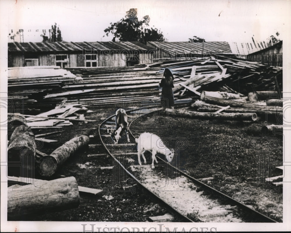 1948 Poland lumber yard and goats grazing - Historic Images