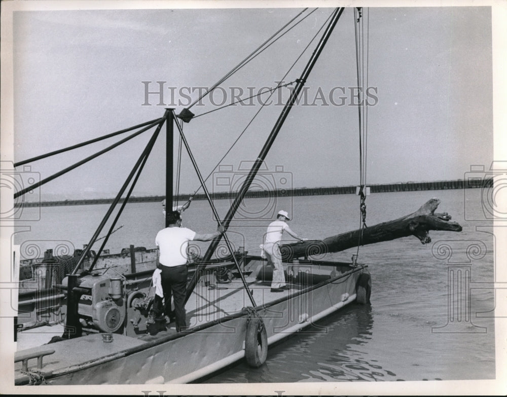 1966 Press Photo Scavengers cleaning up of the port a success - Historic Images