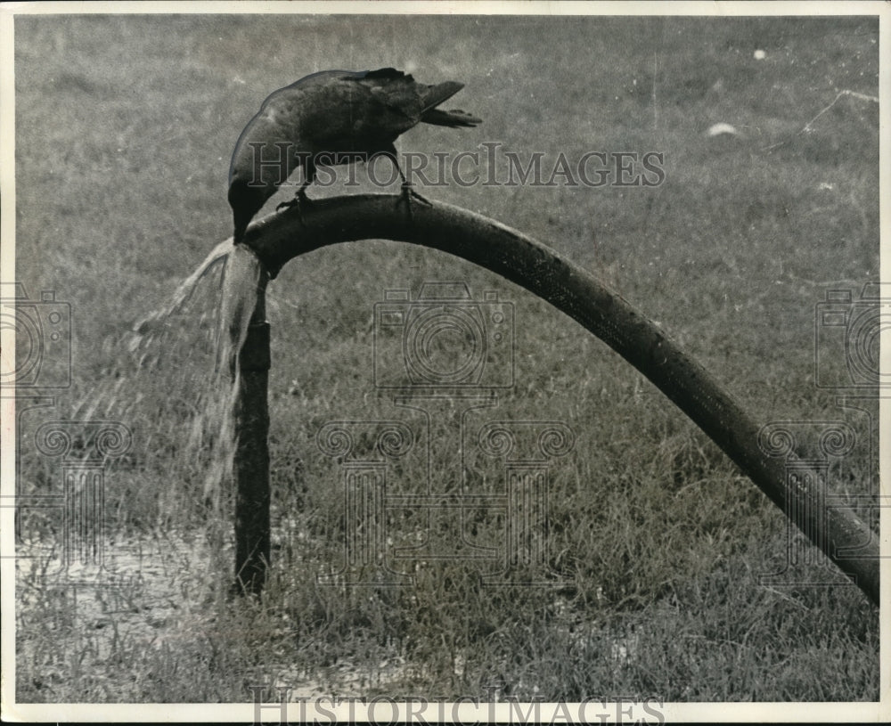 Press Photo New Delhi India bird gets drink from a garden hose - Historic Images