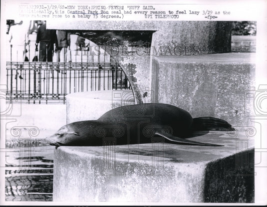 1962 Press Photo Seal having a rest at Central Park zoo - Historic Images