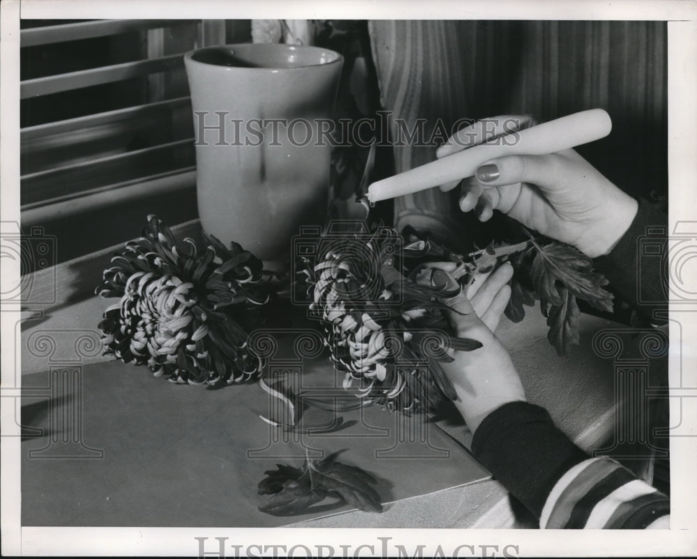 1948 Press Photo Candle wax dripped on chrysantheumun petals for preservation-Historic Images