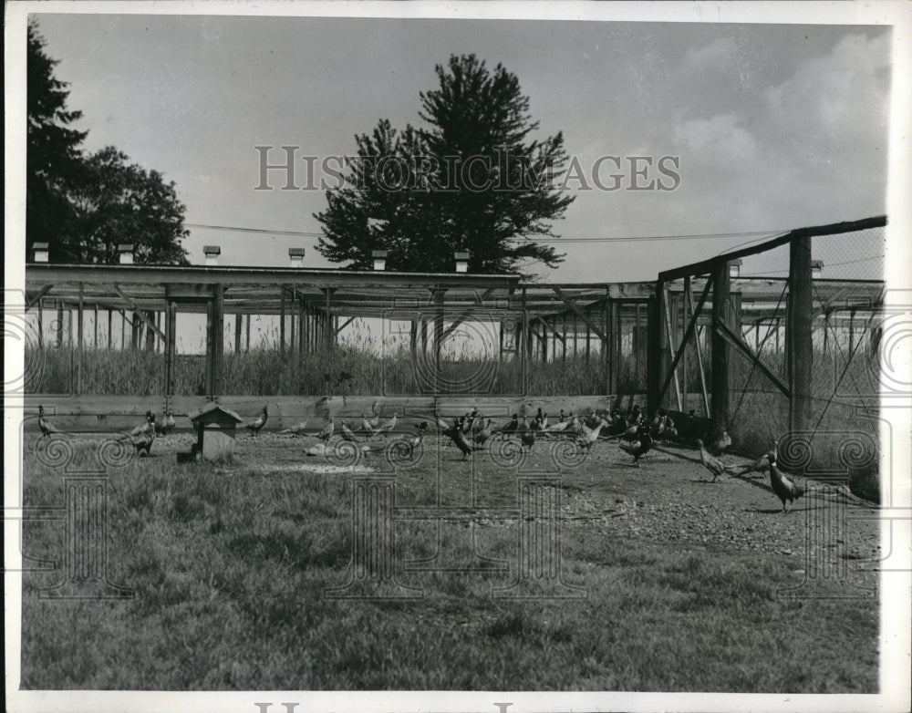 1945 Press Photo Phesant brook stock in fenced coops in Wash. state - Historic Images