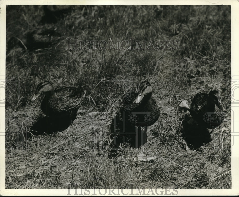 1938 Press Photo Black ducks surveyed by US Bureau od Biologial survey-Historic Images