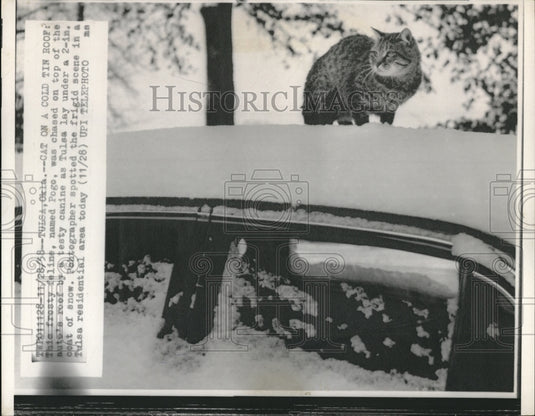 1958 Tulsa Okla Frosty Feline Pogo on roof of auto - Historic Images