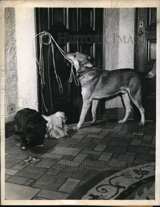 1944 Cookie the canine butler gets the leashes for the other dogs - Historic Images