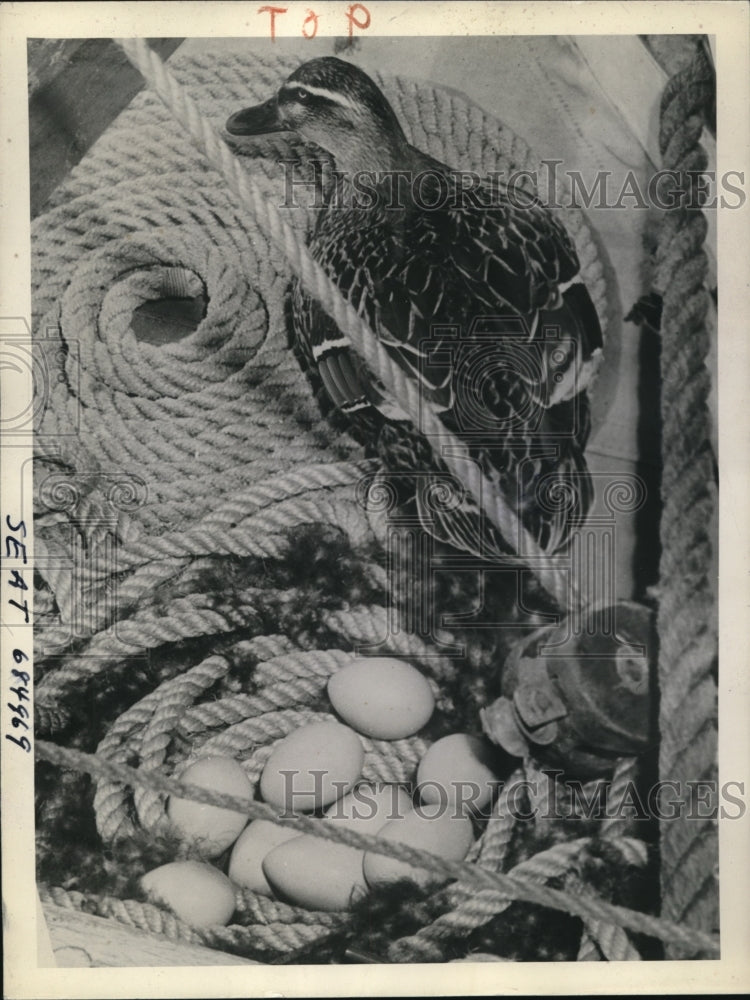 1943 Press Photo Mercer Island Washington Duck makes nest aboard sailboat - Historic Images