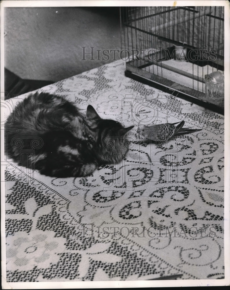 1955 Press Photo Stormy the bird and friend Fluffy the cat - Historic Images