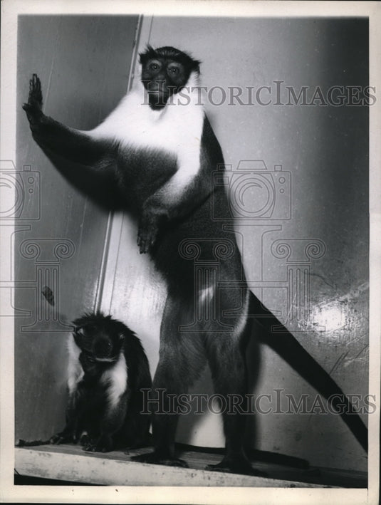 1945 Press Photo Chicago monkeys of Brookfield & Lincoln Park zoos - Historic Images