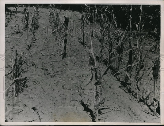 1936 Press Photo Farm field denuded by plagues of grasshoppers - Historic Images