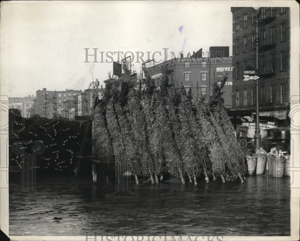 1931 Arrival of Canadian Christmas Trees at New York for Yuletide - Historic Images