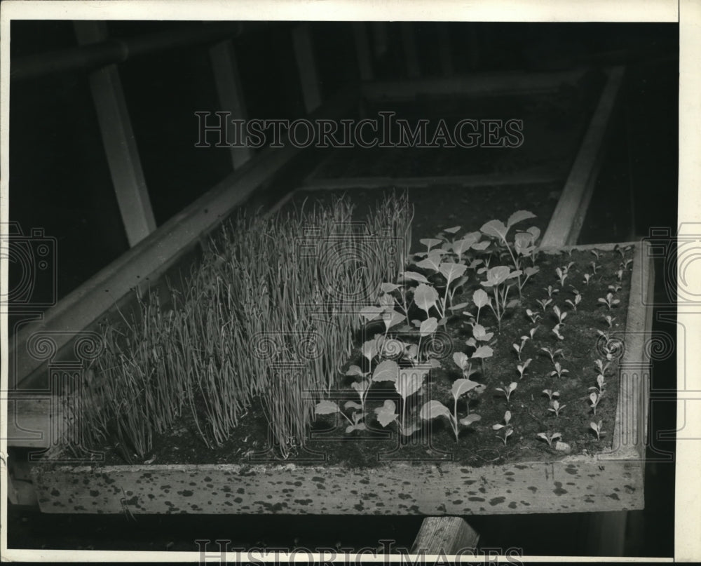 1945 Press Photo wo stages in growth of cabbage plants in a seed flat - Historic Images