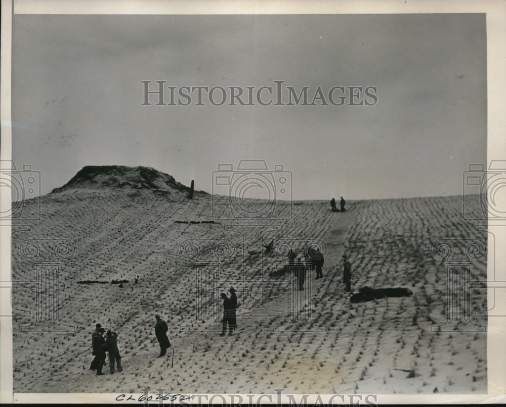 1941 Press Photo Grand Haven Mich trees planted to keep sand hills in place - Historic Images