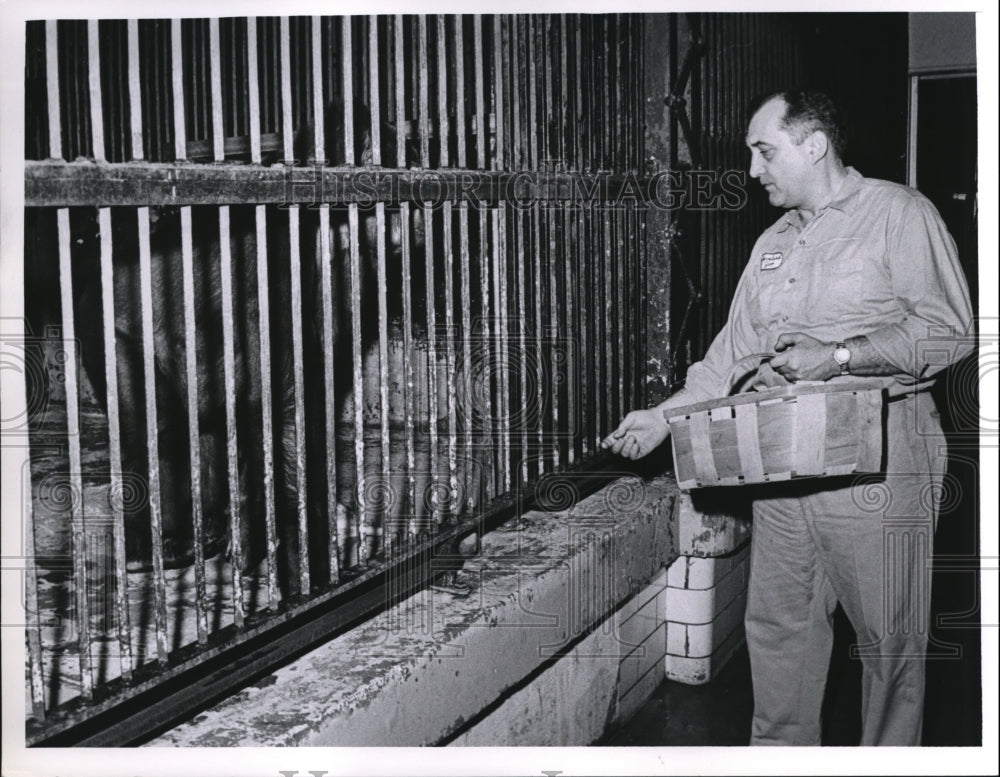 1965 Press Photo Lon Baillis feed female gorilla at Cleveland Zoo - Historic Images