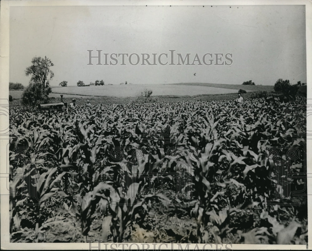 1938 Press Photo Growing corn at the Carl Williams Farm outside of Iowa City - Historic Images