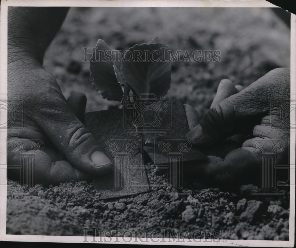 1951 Press Photo Delicately taking care of a plant - Historic Images