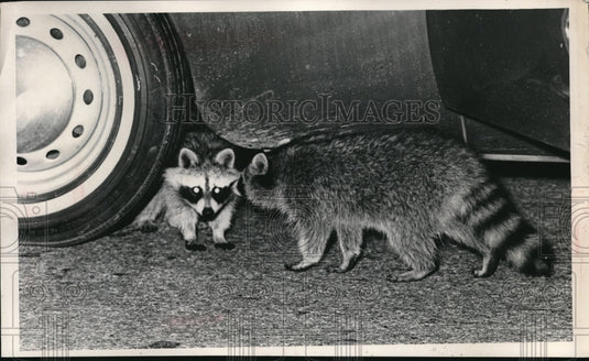 1967 Playing racoons under a vehicle - Historic Images