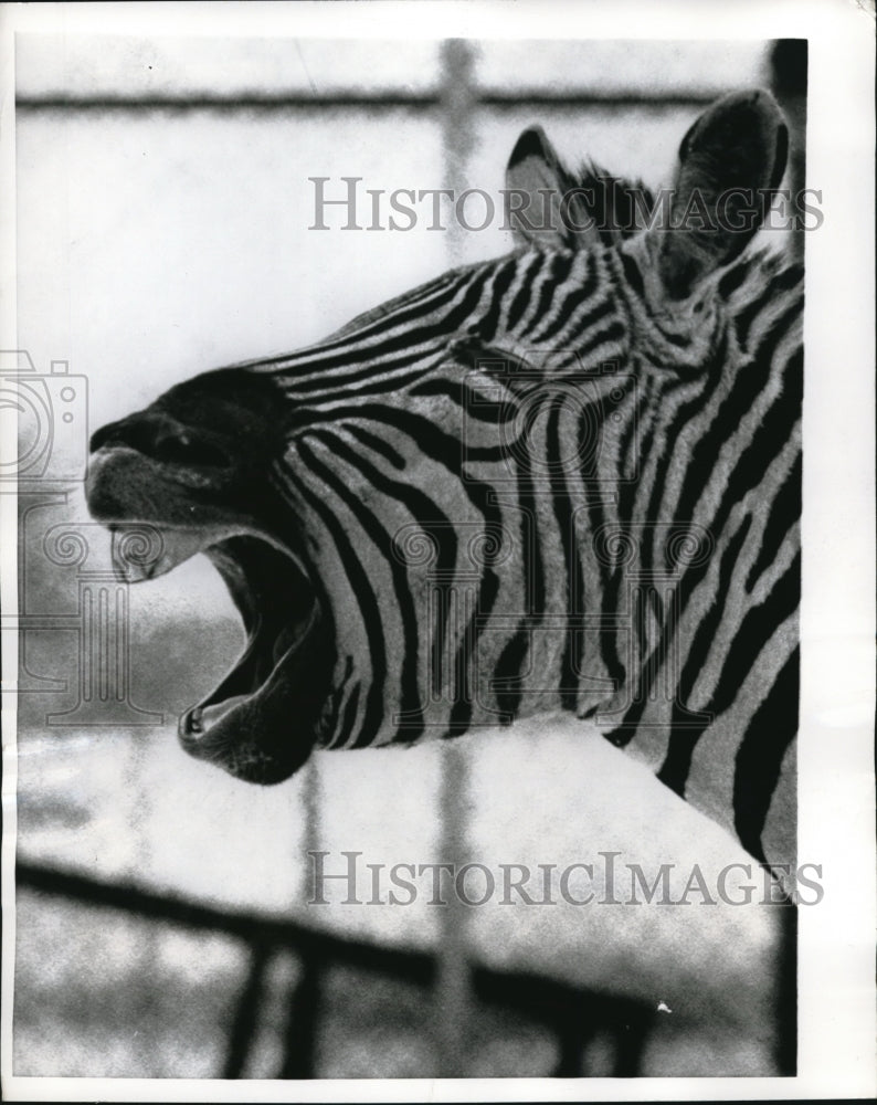 1970 Press Photo Zebra at Madison&#39;s Vilas Park Zoo during sub-zero cold - Historic Images