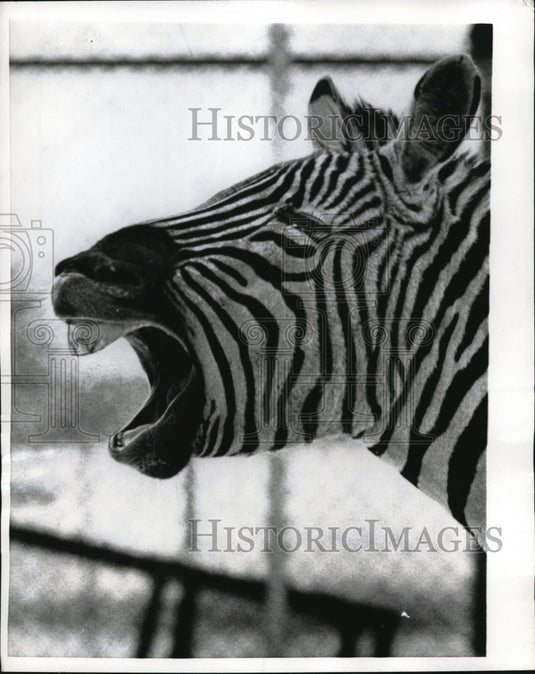 1970 Press Photo Zebra at Madison's Vilas Park Zoo during sub-zero cold - Historic Images