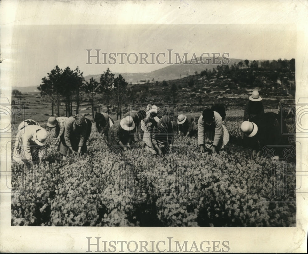 1938 Press Photo The planting of Jonquil flowers - Historic Images