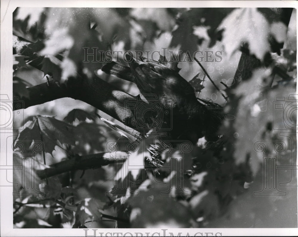 1952 The Robin makes a nest at the top of a tree - Historic Images