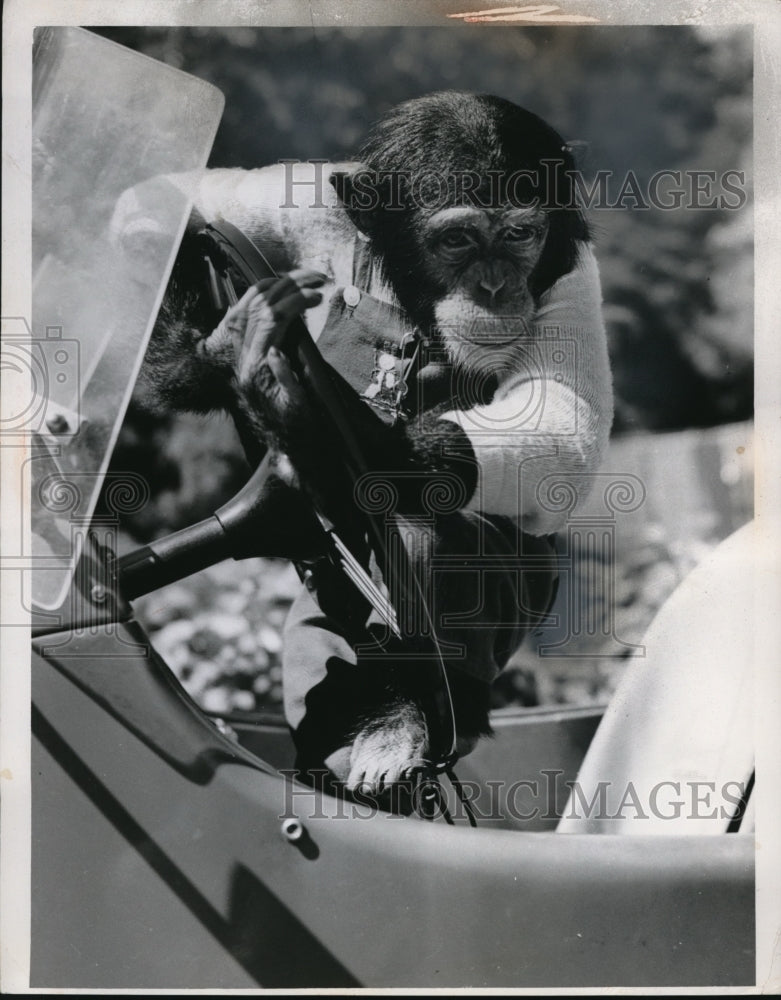 1954 Press Photo Susie at the wheel of Singer Sports car - Historic Images