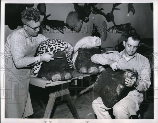 1955 Press Photo Pedicure for foot stools at Seattle Taxidermist's shop - Historic Images