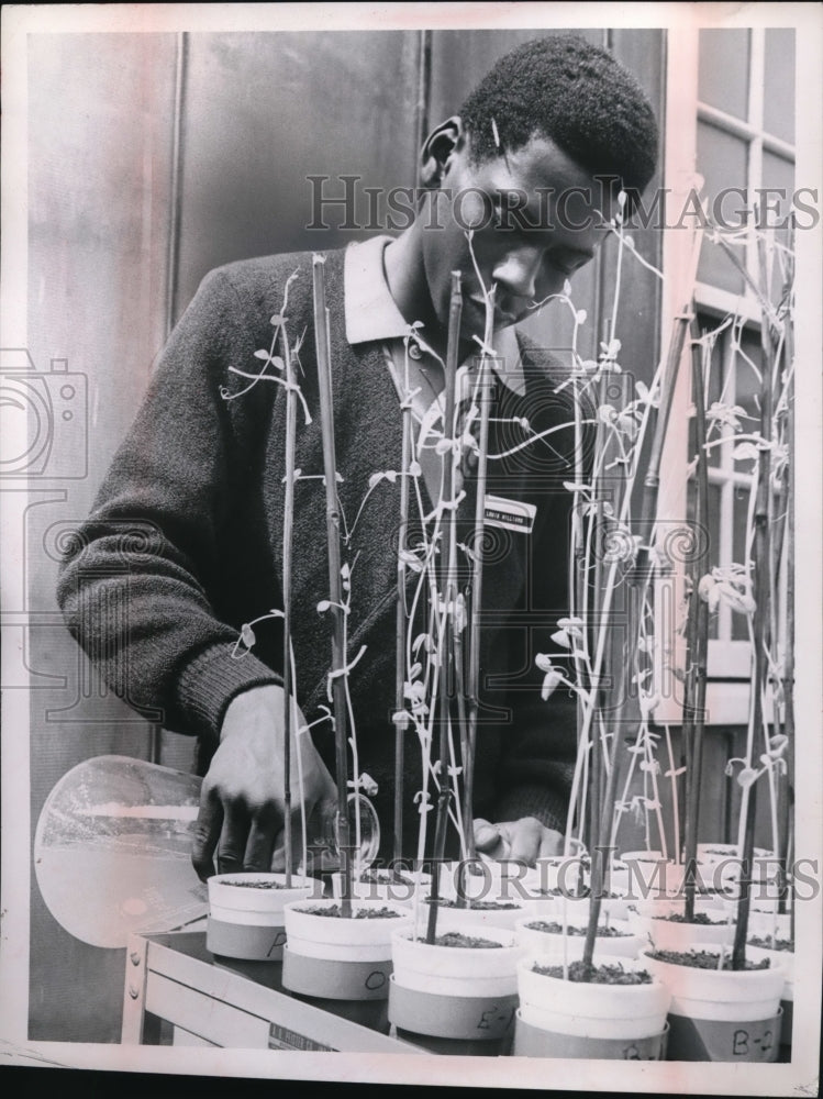 1969 Press Photo Plant Experiment by Louis Williams - Historic Images