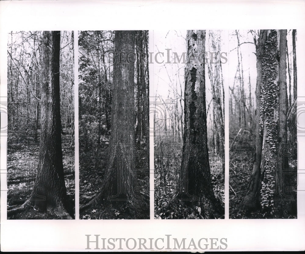 1962 Press Photo Willow oak tree at 1,3,5 years of age in the forest - Historic Images