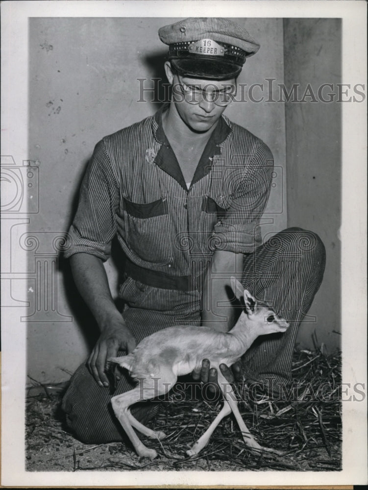 1944 The Brookfield Zoo keeper giving an aide to a baby gazella - Historic Images