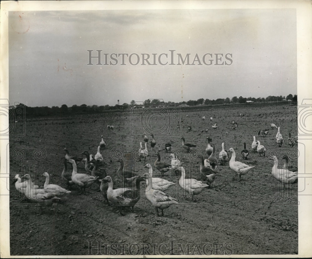 1942 Press Photo geese eating the grass out of the cotton fields - Historic Images