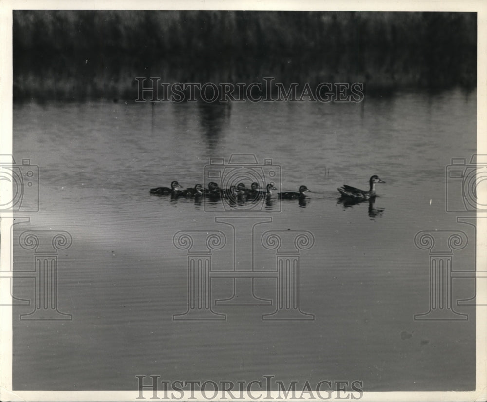 1938 Pintail Duck &amp; Ducklings on Souris Migratory Waterfowl Refuge - Historic Images