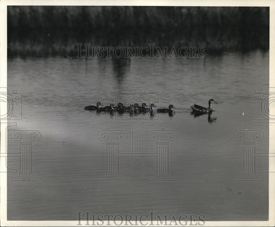 1938 Pintail Duck & Ducklings on Souris Migratory Waterfowl Refuge - Historic Images