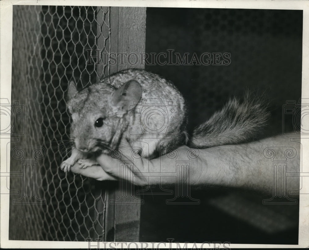 1937 Press Photo Chinchilla - Historic Images