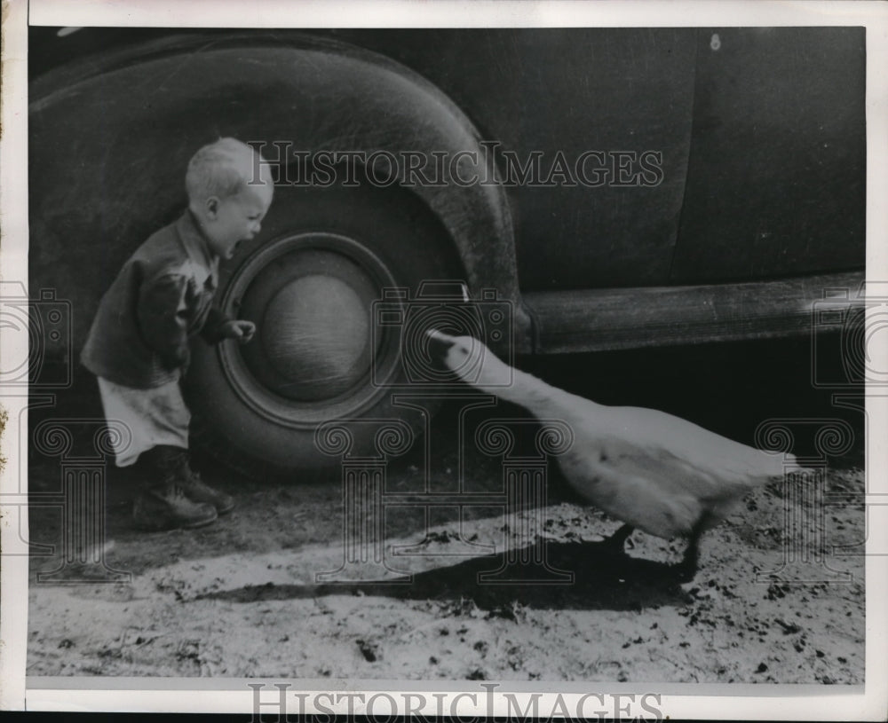 1930 Press Photo Gander turned in retaliation as Tony Martin cried for help - Historic Images