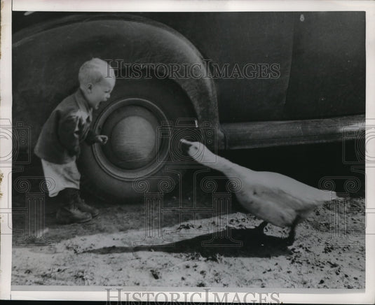 1930 Press Photo Gander turned in retaliation as Tony Martin cried for help - Historic Images