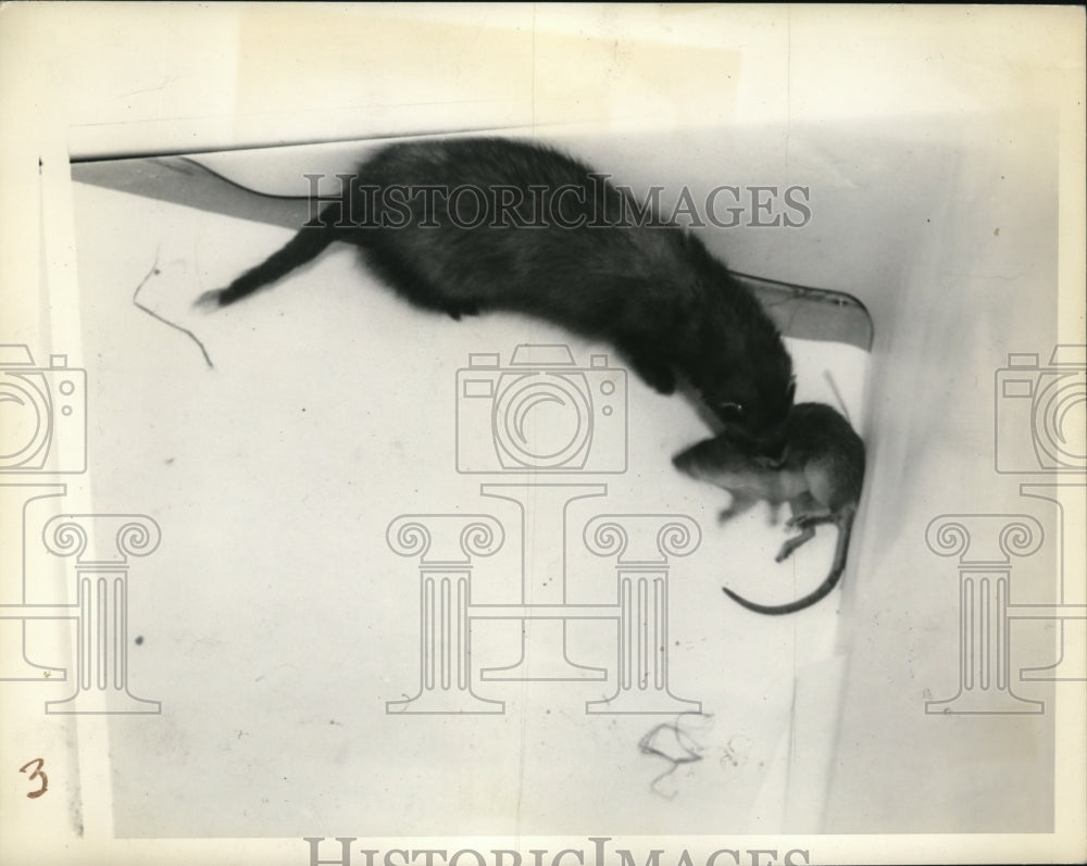 1941 Press Photo A ferret with a mouse in its mouth - nec92888 - Historic Images